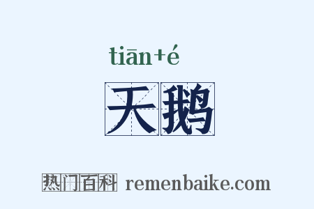 天鹅是什么意思的图片